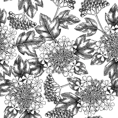 Spring garden seamless pattern. Guelder rose blossom sketch in engraved style. Flowering branch with flowers, berries and leaves background. Botanical vector floral sketches isolated on white 